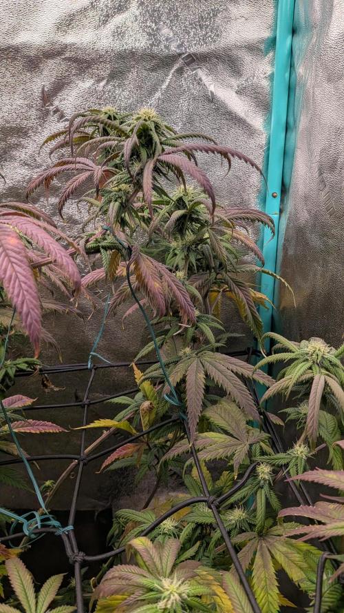 Bloom Seed Co.  Rainbow Vapor clone. Week 12
