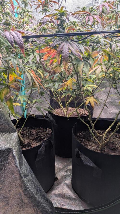Key Lime Guava X2. Week 12