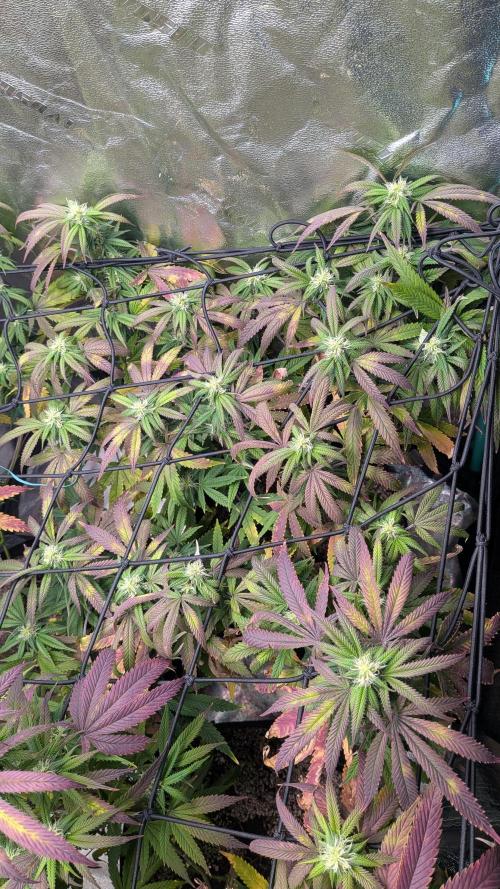 Key Lime Guava X2. Week 12
