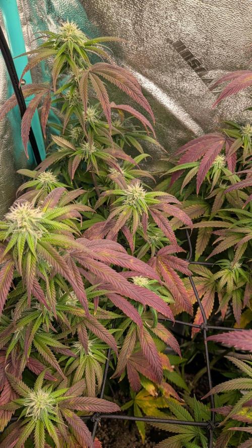 Key Lime Guava X2. Week 12