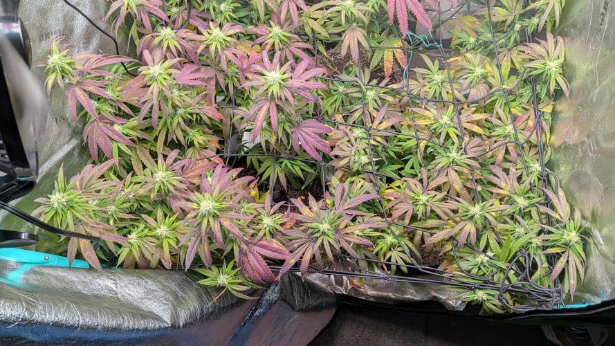 Key Lime Guava X2. Week 12