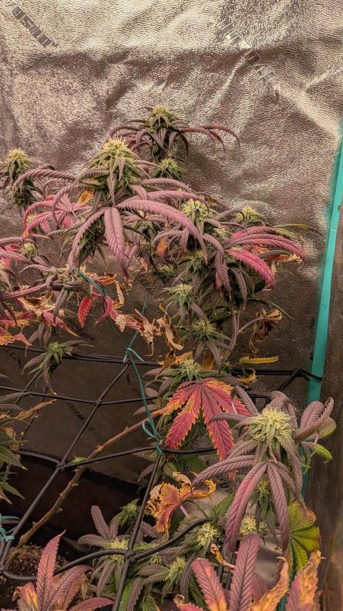 Bloom Seed Co.  Rainbow Vapor clone. Week 13 - purple