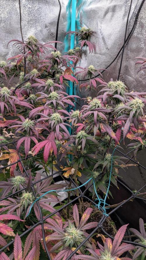 Bloom Seed Co.  Rainbow Vapor clone. Week 13 - tied down just how she likes it 