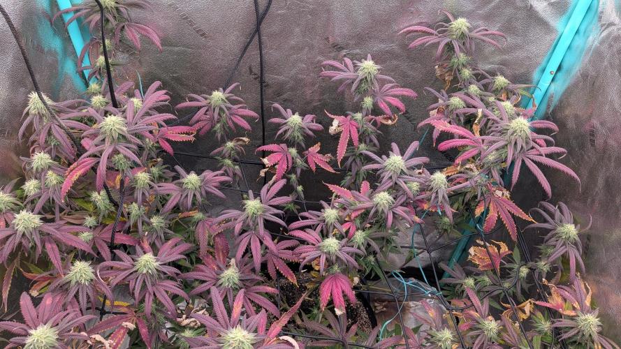 Grow Tent Pro 2.7x2.7 P276 (32 x 32 x 63 in). Week 13
