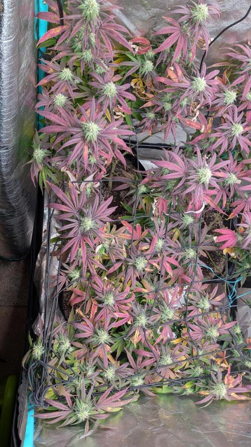 Key Lime Guava X2. Week 13