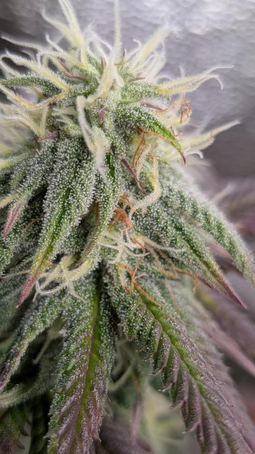 Key Lime Guava X2. Week 13