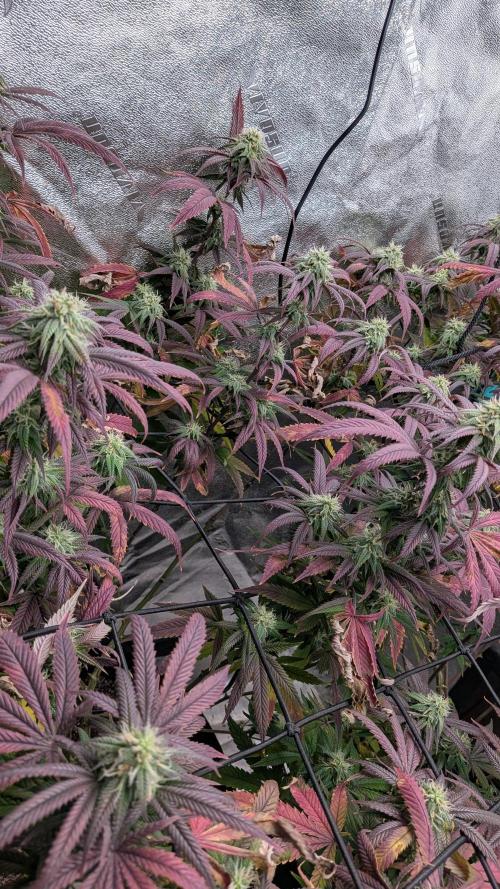 Key Lime Guava X2. Week 13