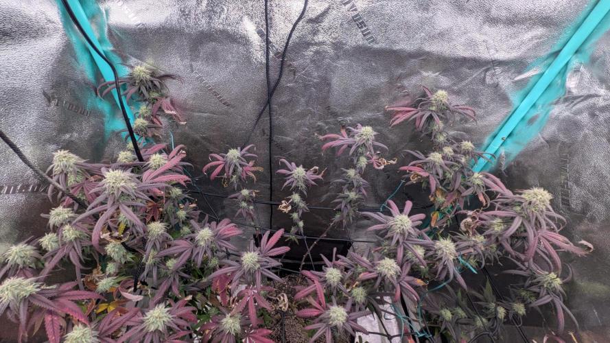 Bloom Seed Co.  Rainbow Vapor clone. Week 14
