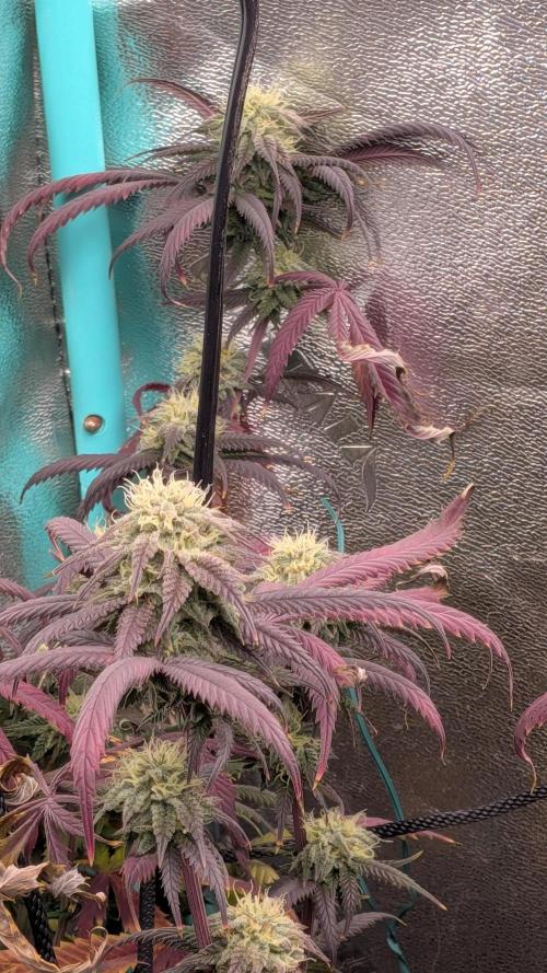 Bloom Seed Co.  Rainbow Vapor clone. Week 14