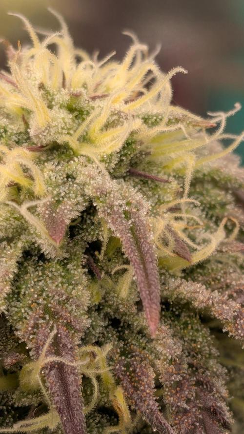 Bloom Seed Co.  Rainbow Vapor clone. Week 14
