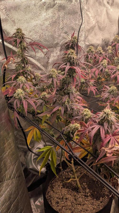 Grow Tent Pro 2.7x2.7 P276 (32 x 32 x 63 in). Week 14