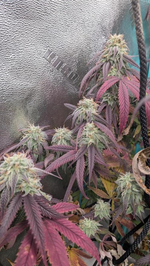 Key Lime Guava X2. Week 14