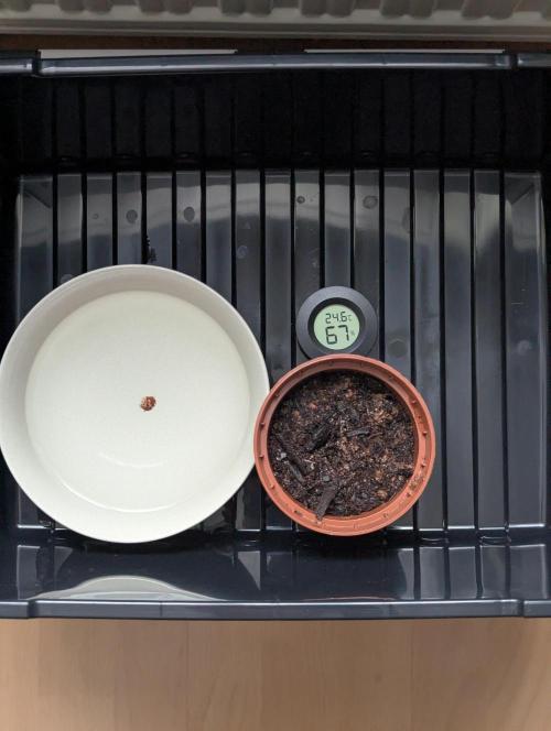 The Tropicana Protocol. Week 0 - Box mit Wasser und Samen im Substrat.