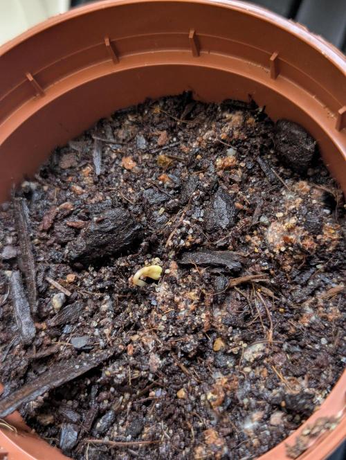 The Tropicana Protocol. Week 0 - Durchbruch des Samens.