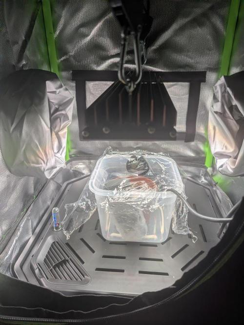 The Tropicana Protocol. Week 0 - Setup Growzelt (mit Cam für Zeitrafferaufnahme)