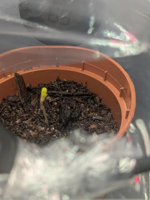 The Tropicana Protocol. Week 0 - Luna sagt Hallo.