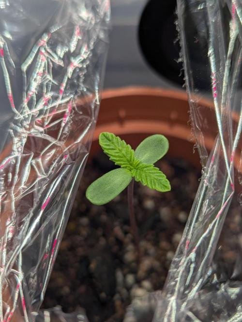 The Tropicana Protocol. Week 1