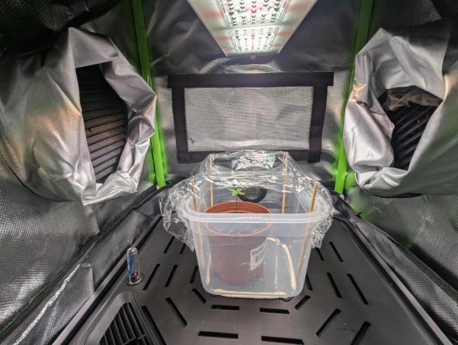 The Tropicana Protocol. Week 1