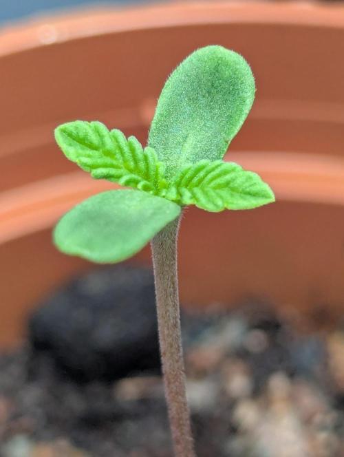 The Tropicana Protocol. Week 1