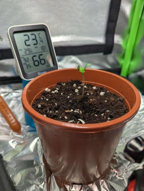 The Phoenix Redemtion: Dry another day. Week 0