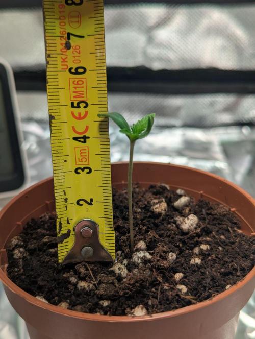 The Phoenix Redemtion: Dry another day. Week 0