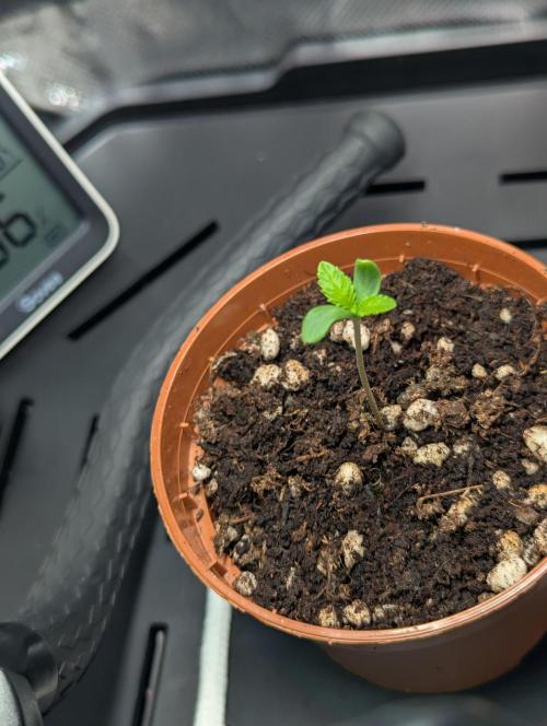 The Phoenix Redemtion: Dry another day. Week 0