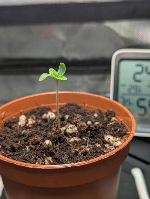 The Phoenix Redemtion: Dry another day. Week 0