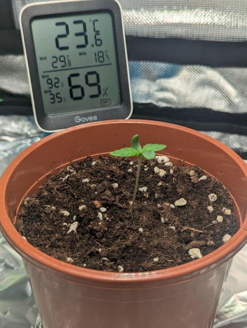 The Phoenix Redemtion: Dry another day. Week 1