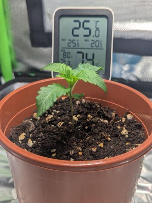 The Phoenix Redemtion: Dry another day. Week 2