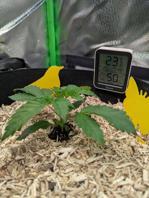 The Phoenix Redemtion: Dry another day. Week 2