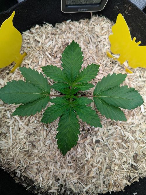 The Phoenix Redemtion: Dry another day. Week 2
