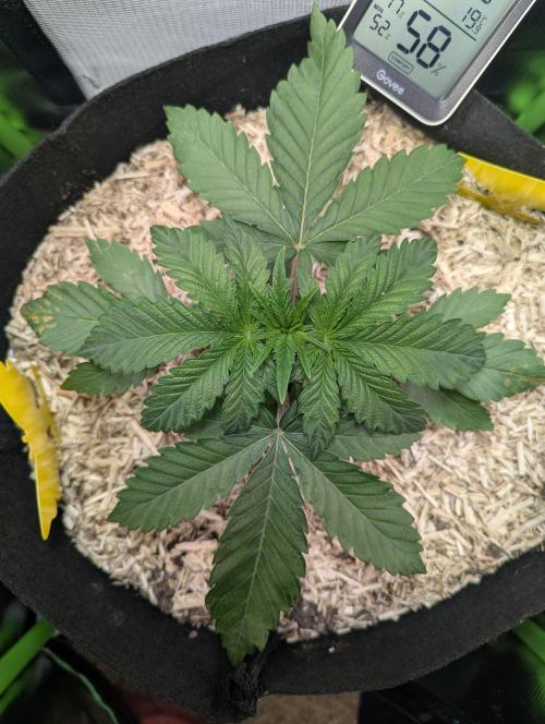 The Phoenix Redemtion: Dry another day. Week 3