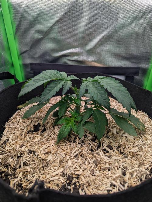 The Phoenix Redemtion: Dry another day. Week 3
