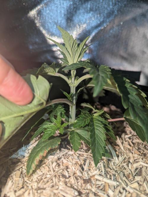 The Phoenix Redemtion: Dry another day. Week 3