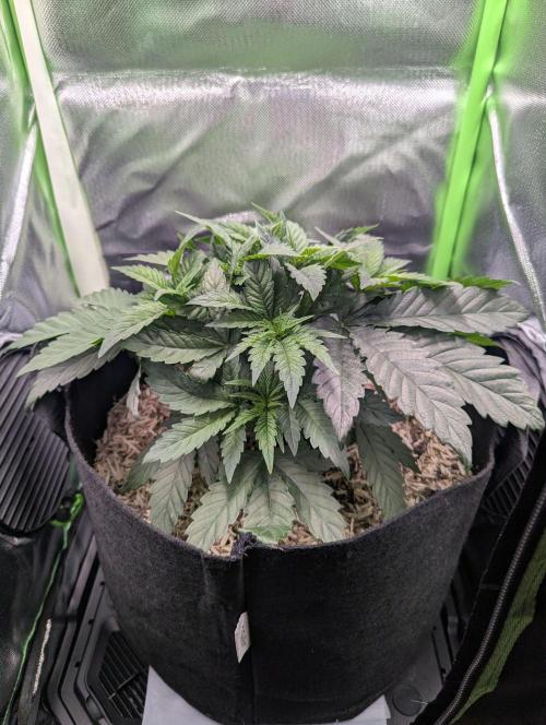 The Phoenix Redemtion: Dry another day. Week 4