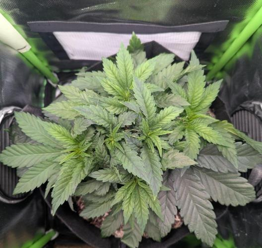 The Phoenix Redemtion: Dry another day. Week 4
