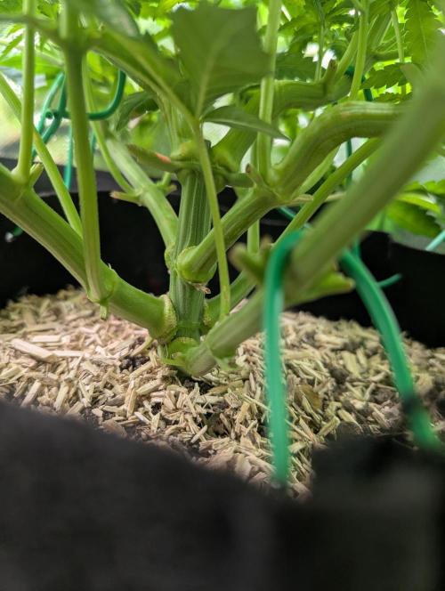 The Phoenix Redemtion: Dry another day. Week 6