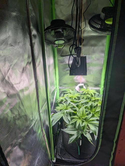 The Phoenix Redemtion: Dry another day. Week 6