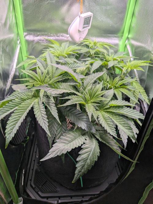 The Phoenix Redemtion: Dry another day. Week 6