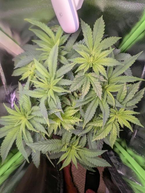 The Phoenix Redemtion: Dry another day. Week 6