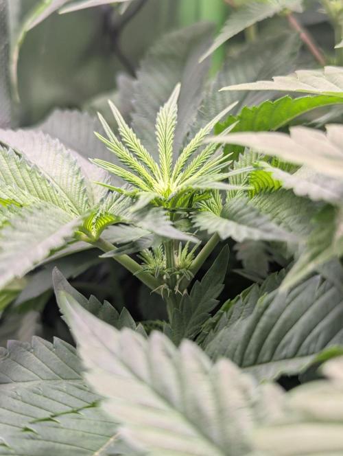 The Phoenix Redemtion: Dry another day. Week 7