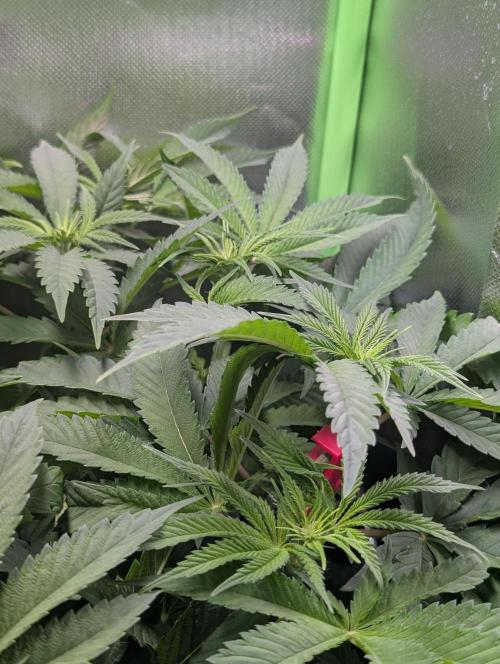 The Phoenix Redemtion: Dry another day. Week 7