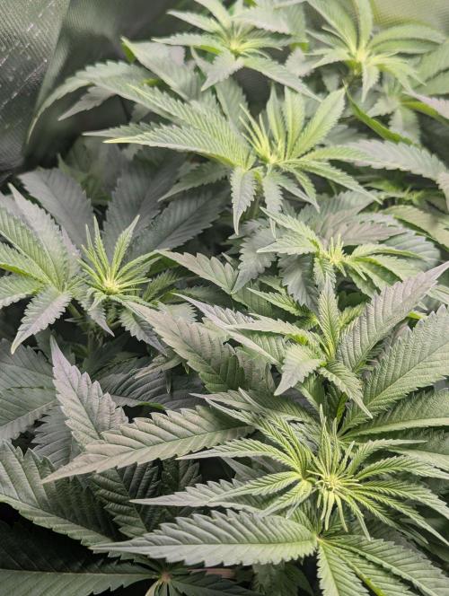 The Phoenix Redemtion: Dry another day. Week 7