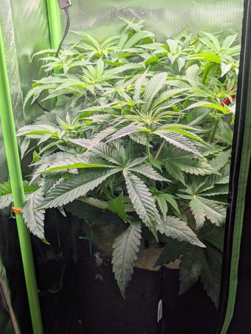 The Phoenix Redemtion: Dry another day. Week 7
