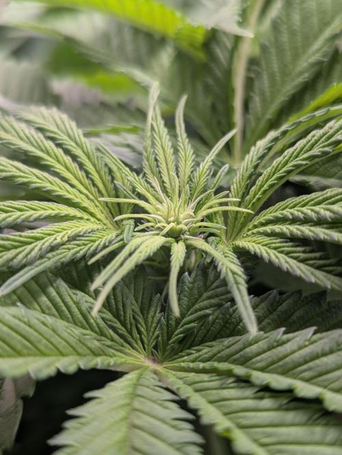 The Phoenix Redemtion: Dry another day. Week 7