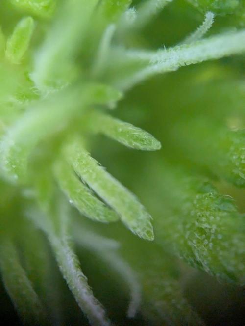 The Phoenix Redemtion: Dry another day. Week 7