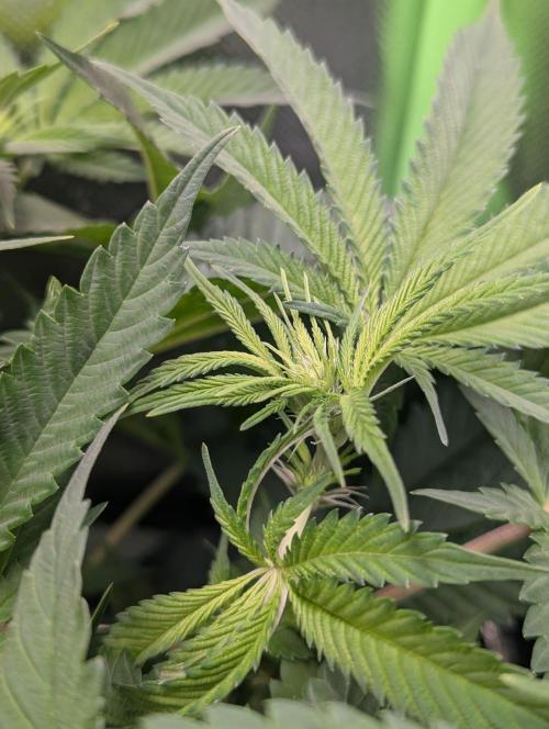 The Phoenix Redemtion: Dry another day. Week 7