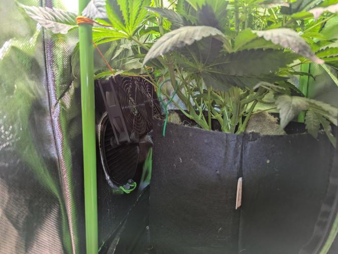 The Phoenix Redemtion: Dry another day. Week 7