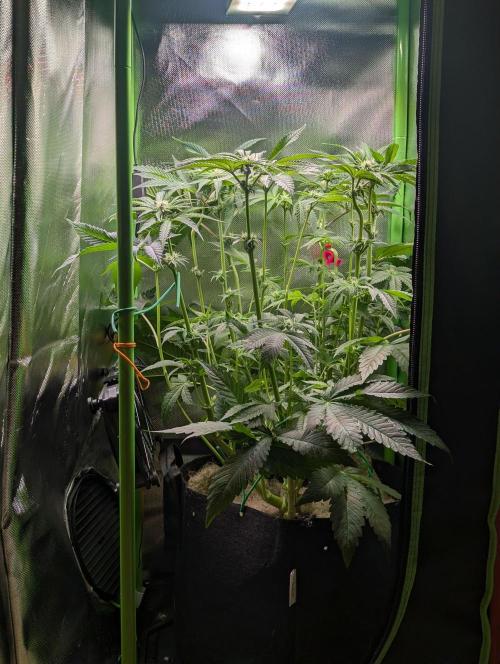 The Phoenix Redemtion: Dry another day. Week 8