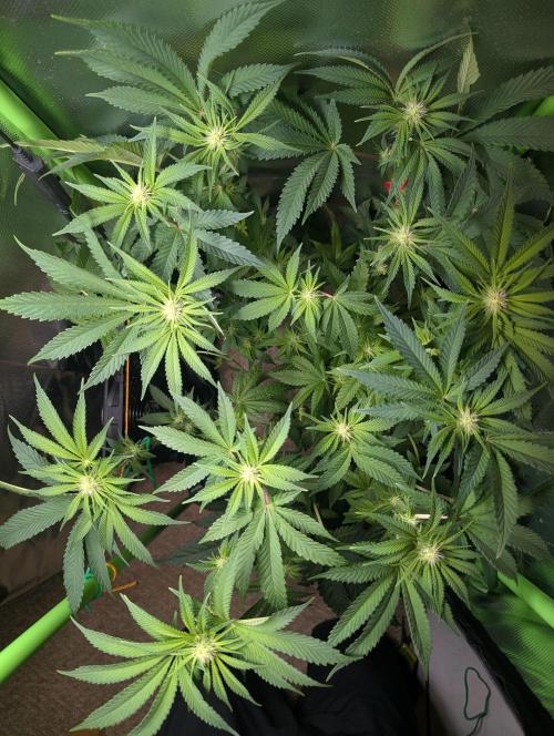 The Phoenix Redemtion: Dry another day. Week 8